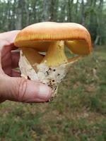 Amanita muscaria (matamoscas)