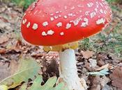 Amanita muscaria (matamoscas)