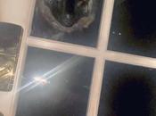 extraños pájaros Archesuchus