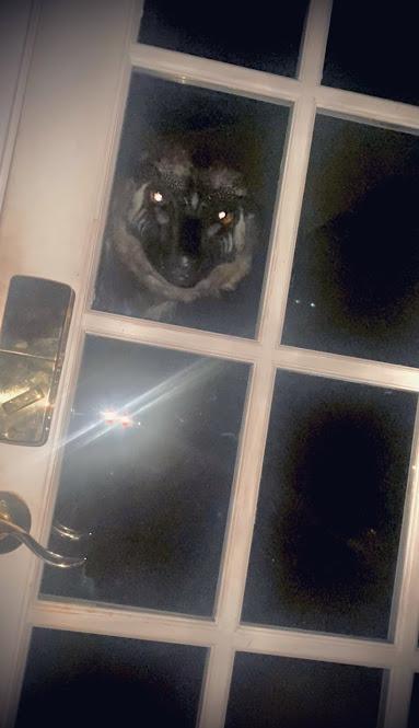 Los extraños pájaros de Archesuchus