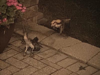 Los extraños pájaros de Archesuchus