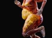 Cómo células grasa marrón queman calorías regulan temperatura corporal