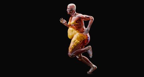 Cómo las células de grasa marrón queman calorías y regulan la temperatura corporal