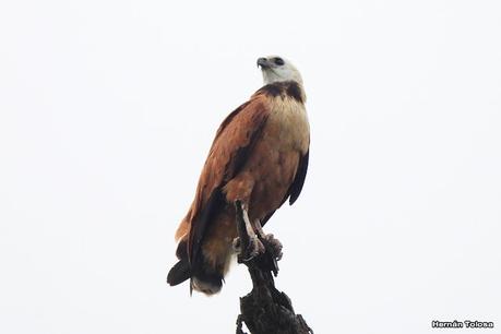 Aguilucho pampa (Busarellus nigricollis)