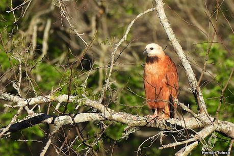 Aguilucho pampa (Busarellus nigricollis)