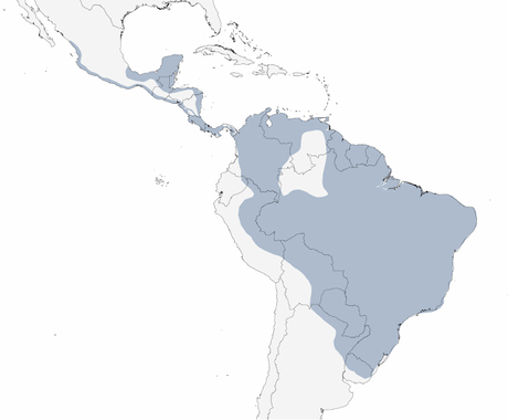 Aguilucho pampa (Busarellus nigricollis)