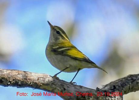 Mosquitero bilistado en el Parc Diagonal Mar