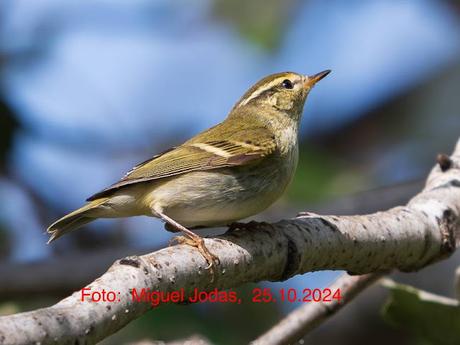 Mosquitero bilistado en el Parc Diagonal Mar