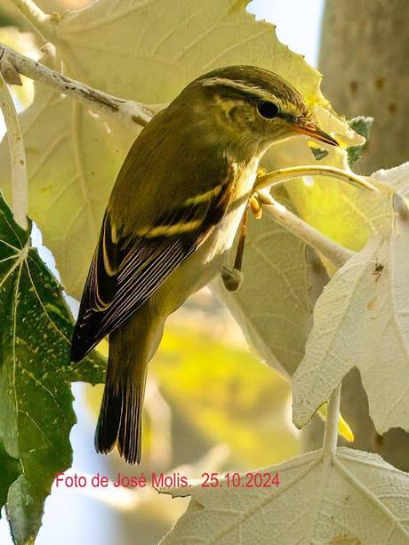 Mosquitero bilistado en el Parc Diagonal Mar