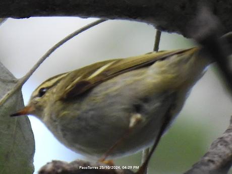 Mosquitero bilistado en el Parc Diagonal Mar