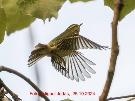 Mosquitero bilistado en el Parc Diagonal Mar