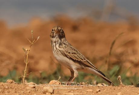 La Terrera Marismeña
