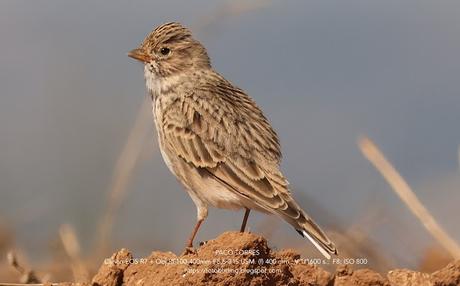 La Terrera Marismeña