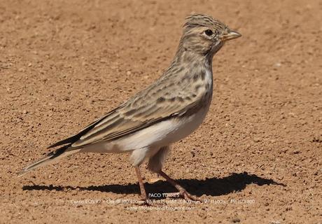 La Terrera Marismeña
