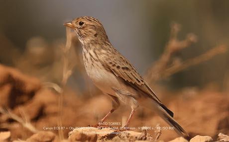 La Terrera Marismeña