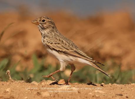 La Terrera Marismeña
