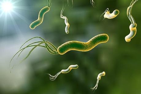 Helicobacter pylori (H. pylori) el sigiloso enemigo que pasa desapercibido Helicobacter pylori (H. pylori) el sigiloso enemigo que pasa desapercibido