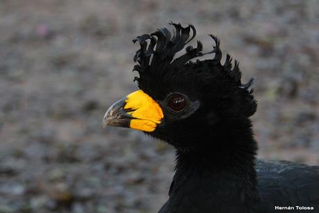 Muitú (Crax fasciolata)