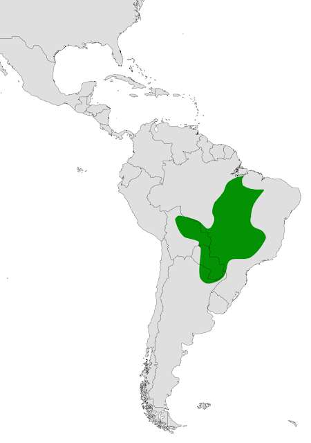 Muitú (Crax fasciolata)