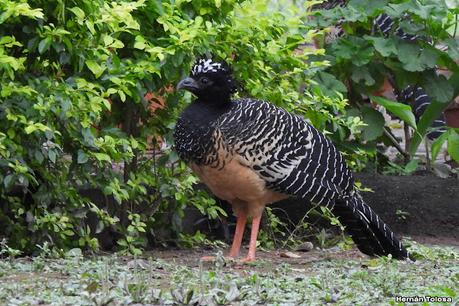 Muitú (Crax fasciolata)