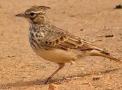 Cogujada Montesina Melons