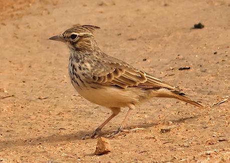 La Cogujada Montesina en Mas de Melons