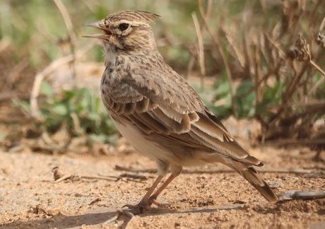La Cogujada Montesina en Mas de Melons