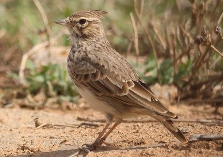 La Cogujada Montesina en Mas de Melons