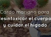 Cardo mariano para desintoxicar cuerpo cuidar hígado
