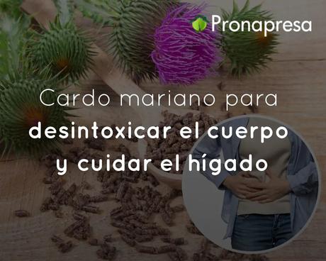 Cardo mariano para desintoxicar el cuerpo y cuidar el hígado