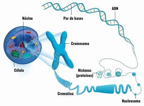 El ADN: la molecula esencial para la vida, y el juguete de la evolución El ADN: la molecula esencial para la vida, y el juguete de la evolución