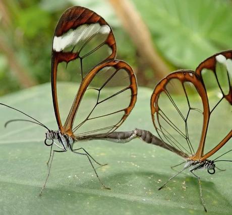 El ADN: la molecula esencial para la vida, y el juguete de la evolución El ADN: la molecula esencial para la vida, y el juguete de la evolución