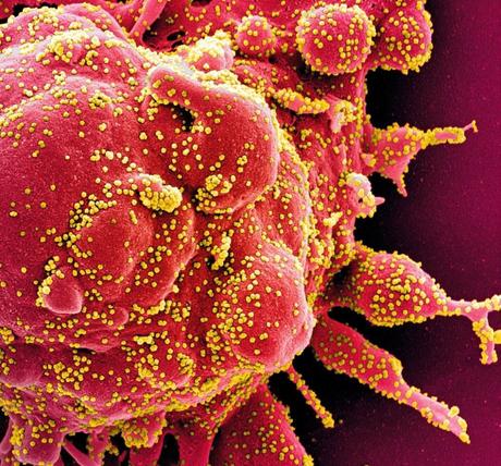 El ADN: la molecula esencial para la vida, y el juguete de la evolución