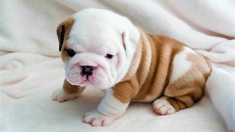 Científicos descubren que los perritos están entrando en una nueva fase de la evolución Científicos descubren que los perritos están entrando en una nueva fase de la evolución