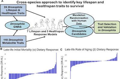 Identifican metabolitos que afectan la longevidad en humanos