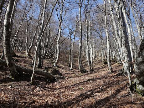 El Campón-Cerréu-El Porrón de Cerrosa-Vega Pociellu