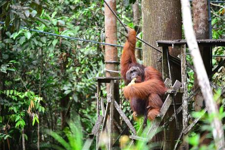 orangutanes en Malasia