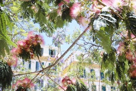 ¿Dónde ir de viaje en 2024? Nuestros 10 Destinos árbol en flor en málaga