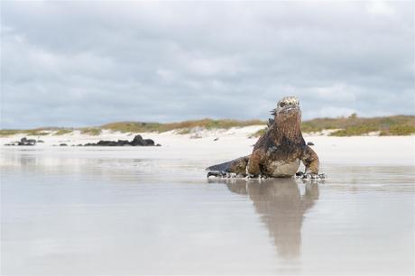 Iguana de Galápagos
