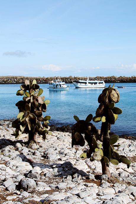 Cactus de Galápagos
