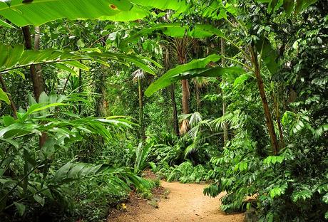 11 atracciones turísticas y cosas para hacer mejor valoradas en Cairns Jardín Botánico de Cairns