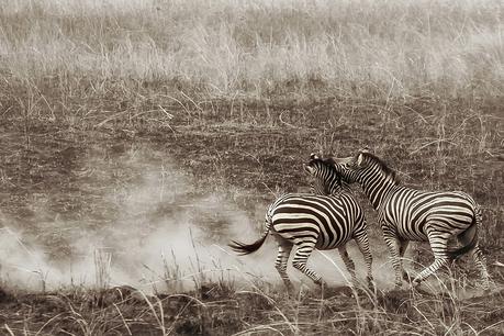 Gana una beca de fotografía de Safari en África