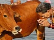 india: país animales.