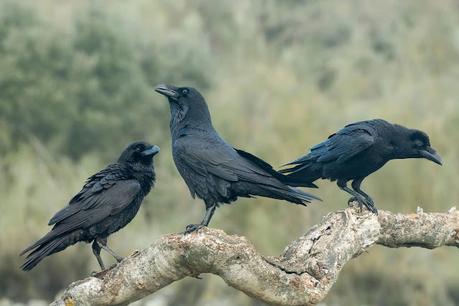 Cuervos, Inteligencia y adaptabilidad