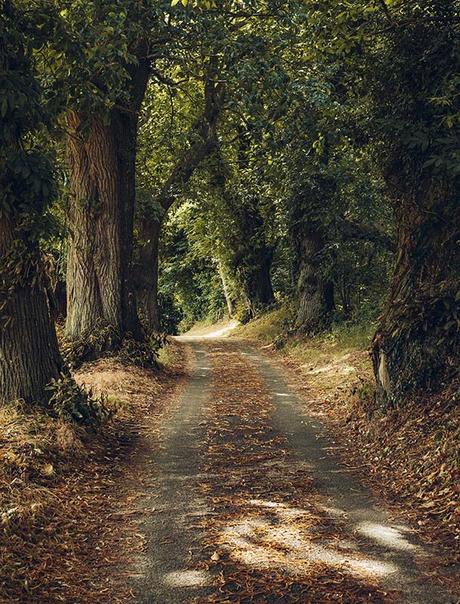 Camino en el bosque