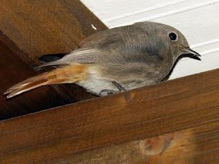 Vuelven los colirrojos