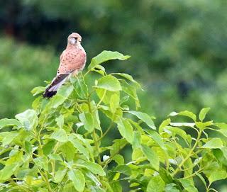 Los cernícalos de la torre