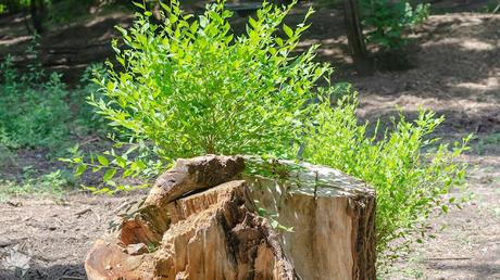 LOS CICLOS DE LA VIDA LOS CICLOS DE LA VIDA