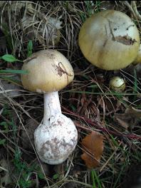 Russula virescens