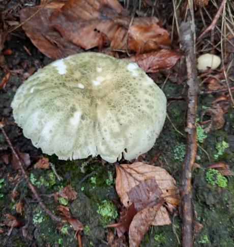Russula virescens